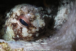 Common octopus by Rune Edvin Haldorsen 